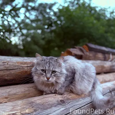 Пропал кот, ул. Кирова
