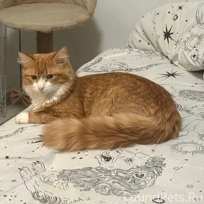 Пропал рыжий кот Федя, ул. Тульская, 8А