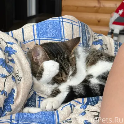 Пропал кот, Транспортная 4бк1