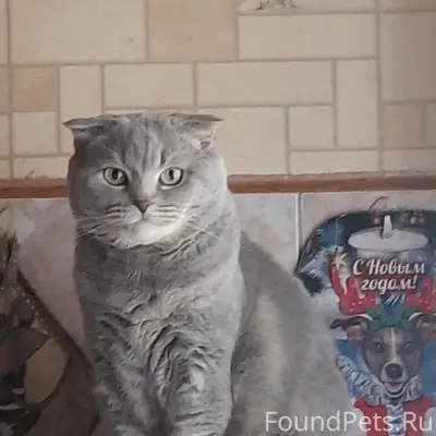 Пропал шотландский вислоухий кот, район Звездная 8