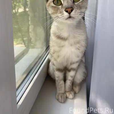 Пропала кошка Цири, район Труда