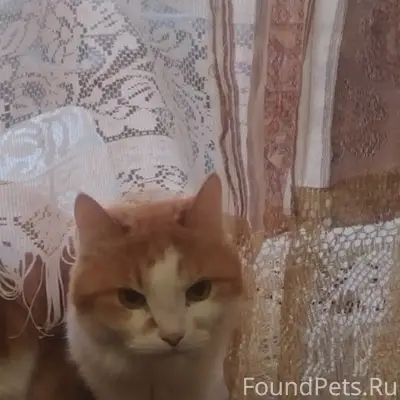 Пропал кот, улица Боголюбова