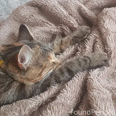 Пропала кошка, район рмз