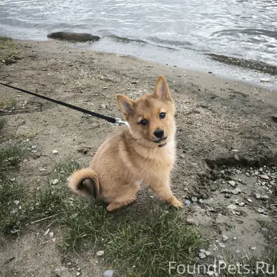 Пропала карелофинская лайка Николь, Ковдорский район