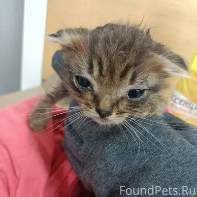 Найден котёнок, Лобня, ул. Центральная