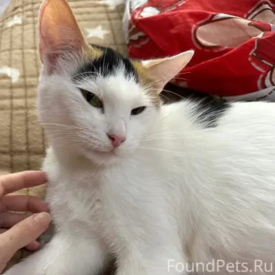 Пропала кошка, Северная улица