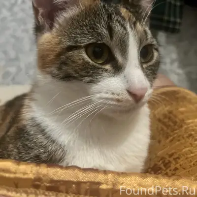 Пропала кошка Мася, десятый район