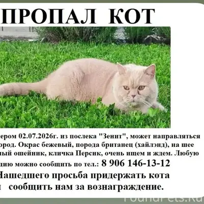 Пропал кот, посёлок Зенит, Заволжье, новый город