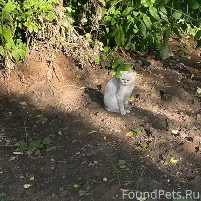 Замечен кот или кошка