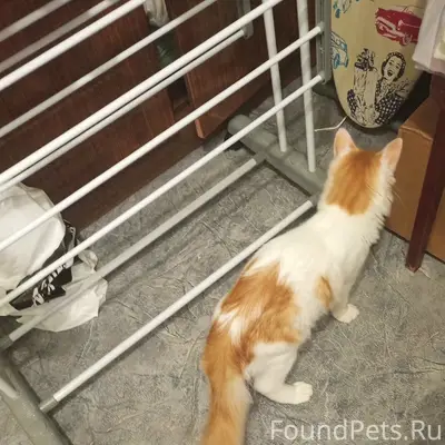 Пропал котёнок Маркиз, ул. Бурматова