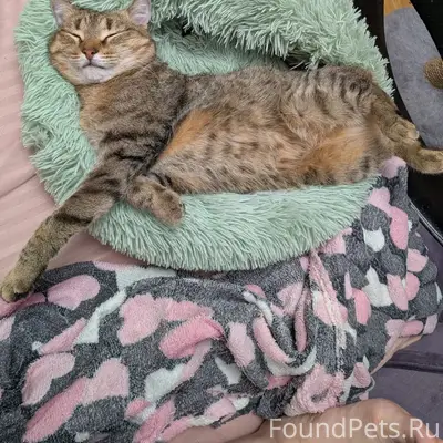 Пропала кошка Ася, Красноуральск