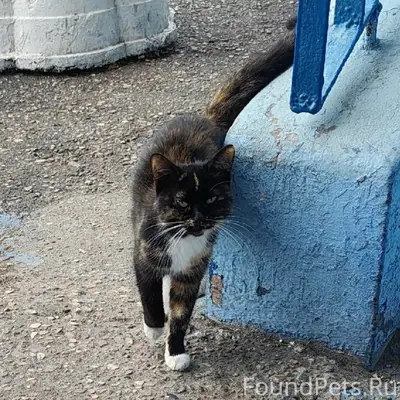 Найдена кошка, Брагино