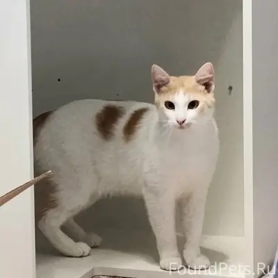 Пропал кот, Ломоносова 3а