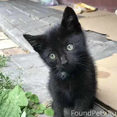 Найден чёрный котёнок, Солнечный бульвар