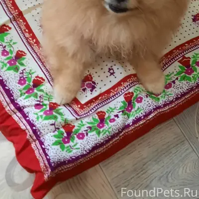 Пропала собака Дайзи, 3 садоводство