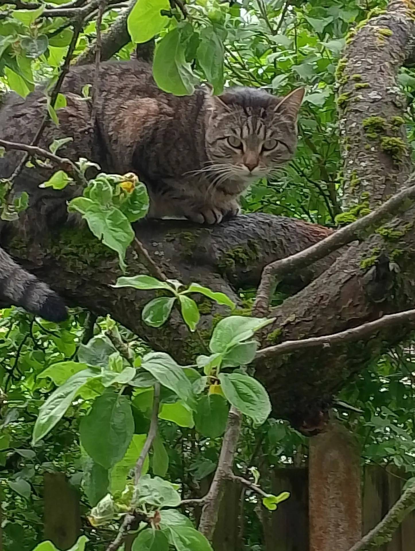 Пропала кошка Коша, улица Северная