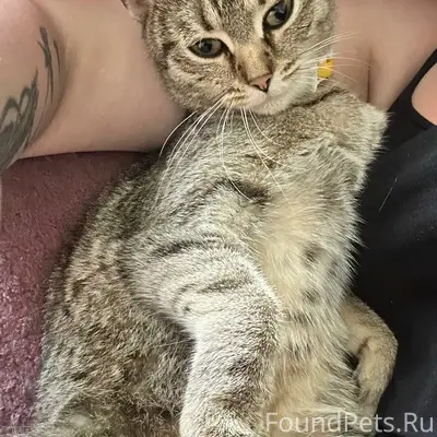 Пропала кошка Ниса, центральный район