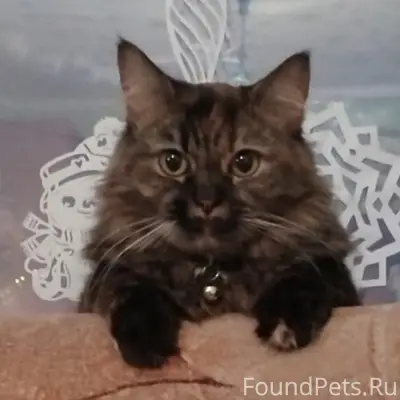 Пропала кошка Соня