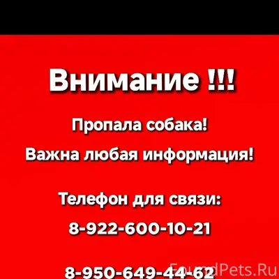 Пропала собака, неизвестное место