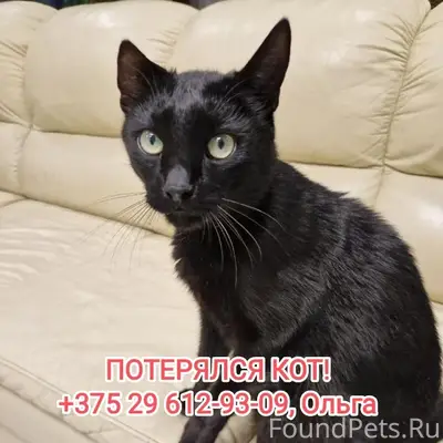 Пропал кот Шуст, Минский район