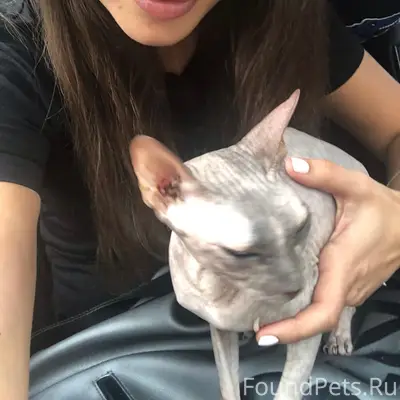 Пропала кошка, район Зелёный Лог