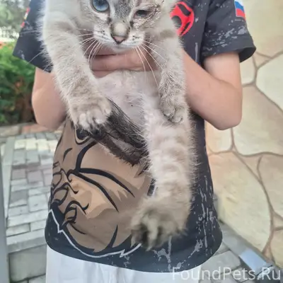 Найден котёнок, в районе 40 школы