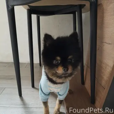 Пропал шпиц, СНТ Чайка