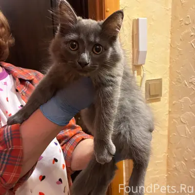 Найден котёнок, Чусовой
