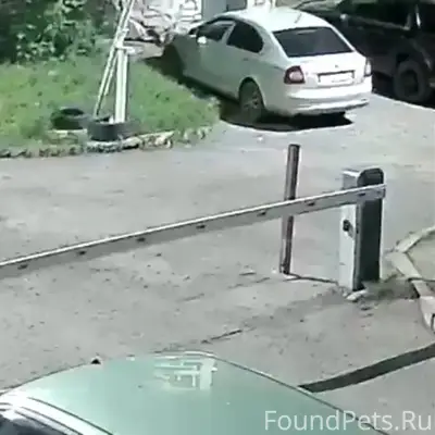Пропала чёрная собака, район неизвестен