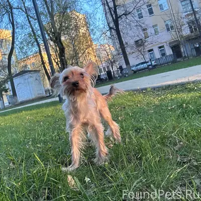 Пропал Арчи, Московский район Нижнего Новгорода