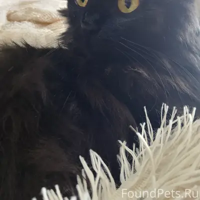 Пропала кошка,