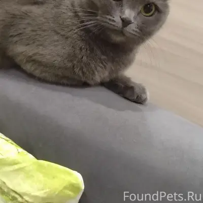 Пропала кошка Муся, Ступино