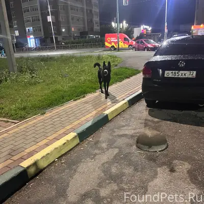 Пропала чёрная собака, остановка Торговый ряд