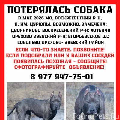 Пропала собака, помогите найти