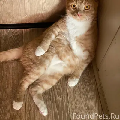 Пропал рыжий кот Симба, 8 причал 4 линия