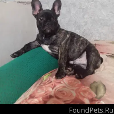 Пропал французский бульдог, станица Владимирская