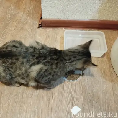 Найден кот, Свердловский район