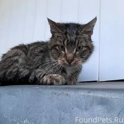 Найден кот с зелёным ошейником, на Гусовского
