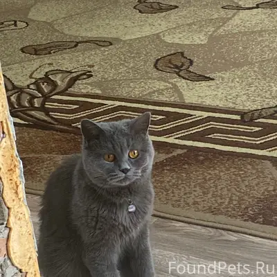 Пропала британская кошка Лая, район Ульяны Громовой