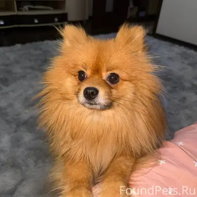 Пропал пёс Майки, развилка