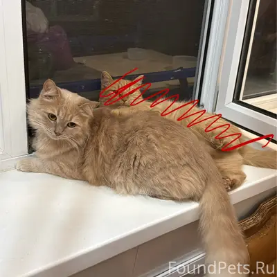 Пропал взрослый кот, район ул Колхозная-Широкая