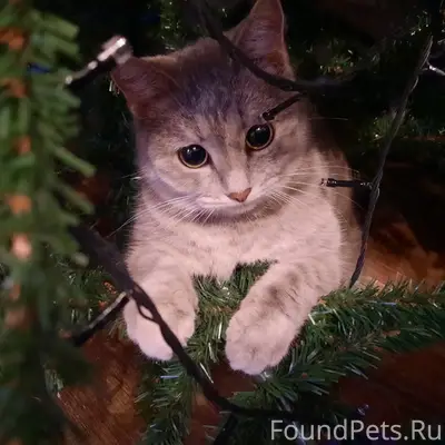 Пропала кошка, район ул. Горького
