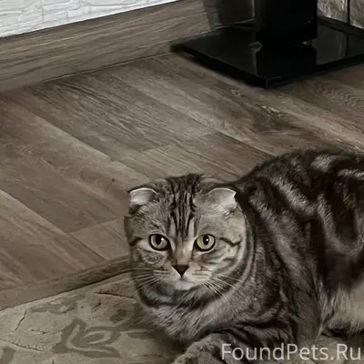 Пропала кошка Боня, улица Покровского