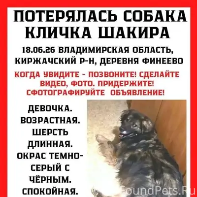 Пропала собака Шакира, деревня Фёдоровское