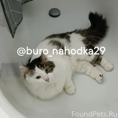 Пропал кот Юки, СНТ Локомотив
