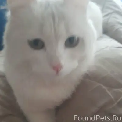 Пропала кошка Кайли, Струнино, район площади Кирова