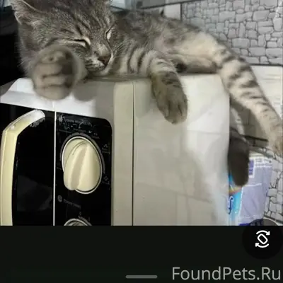 Пропали кошки, Первомайский район