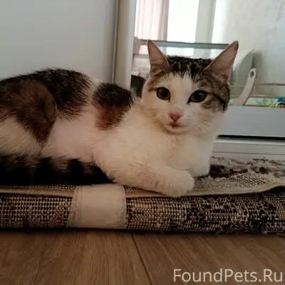 Найдена кошка, Октябрьская 12