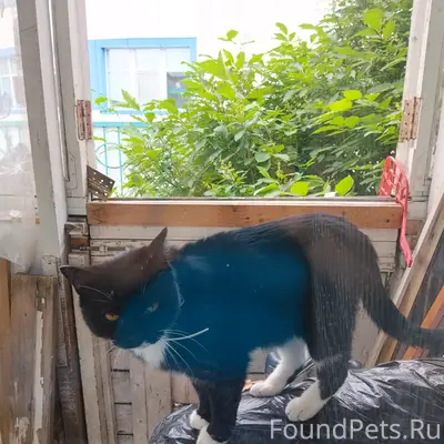 Найден котик