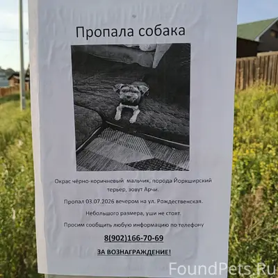 Пропала собака, остановка Зеленхоз